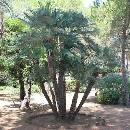 La Pineta Каво