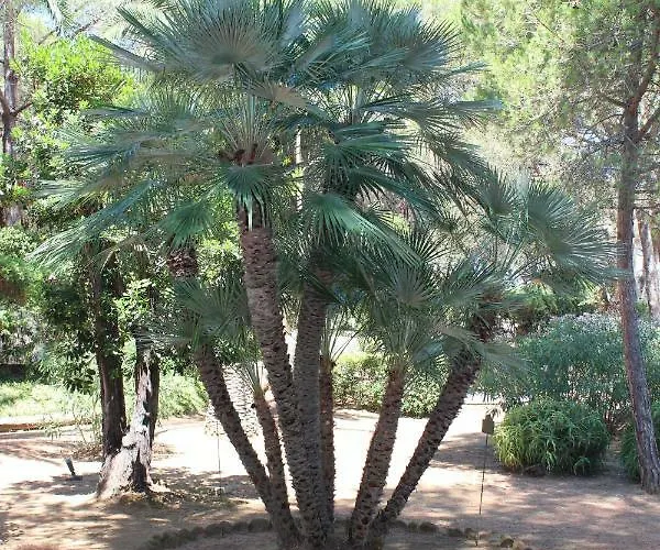 La Pineta Cavo